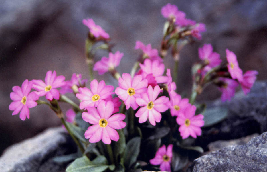 Primula rosea en fleurs dans une prairie alpine humide de l'Himalaya
